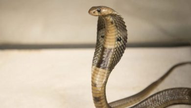 black cobra snake india
