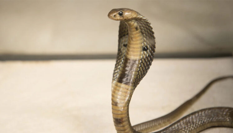 black cobra snake india