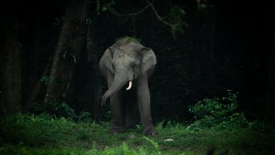 elephant